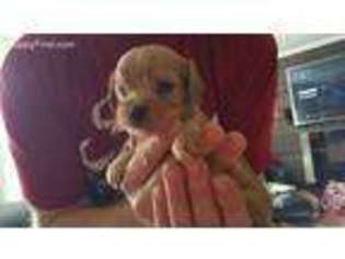 Cavapoo Puppy for sale in Fyffe, AL, USA