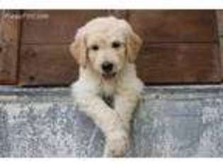 Goldendoodle Puppy for sale in Cedar Bluff, VA, USA