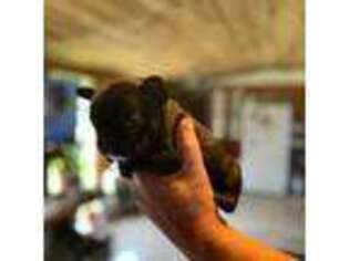 French Bulldog Puppy for sale in Ketchum, OK, USA