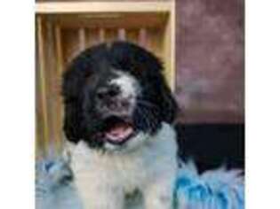 Newfoundland Puppy for sale in Romulus, MI, USA