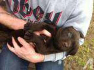 Labrador Retriever Puppy for sale in BILLINGS, MT, USA