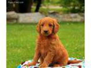Goldendoodle Puppy for sale in Bird In Hand, PA, USA