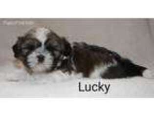 Mutt Puppy for sale in Big Lake, MN, USA