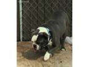 Olde English Bulldogge Puppy for sale in Crossville, TN, USA