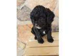 Cavapoo Puppy for sale in Sidney, NE, USA