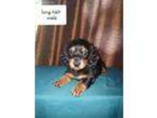 Dachshund Puppy for sale in Thorntown, IN, USA