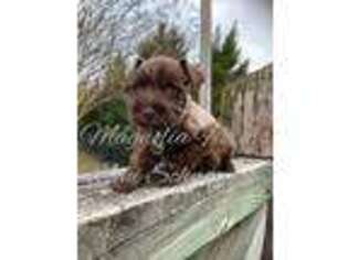 Mutt Puppy for sale in Norwood, NC, USA