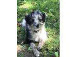 Mutt Puppy for sale in Perry, MI, USA