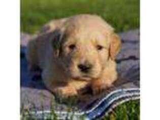 Golden Retriever Puppy for sale in Central Point, OR, USA