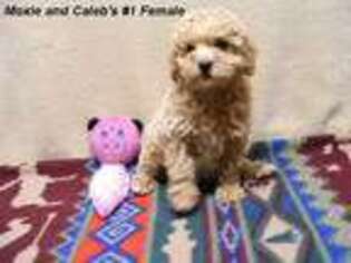 Mutt Puppy for sale in Konawa, OK, USA