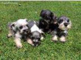 Mutt Puppy for sale in Lacona, NY, USA