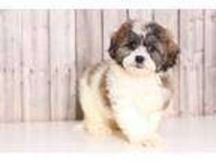Shih-Poo Puppy for sale in Howard, OH, USA