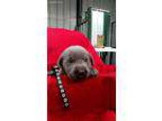 Labrador Retriever Puppy for sale in Dongola, IL, USA