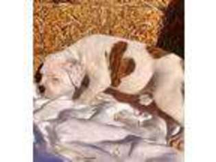 American Bulldog Puppy for sale in Nevada, MO, USA