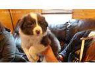 Border Collie Puppy for sale in Six Lakes, MI, USA