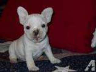 French Bulldog Puppy for sale in HENDERSON, TX, USA
