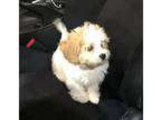 Cavachon Puppy for sale in East Haven, CT, USA
