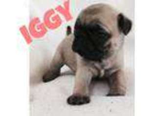 Pug Puppy for sale in Elkhart, IN, USA