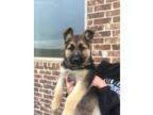 German Shepherd Dog Puppy for sale in Grandview, TX, USA