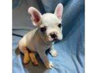 French Bulldog Puppy for sale in Rudy, AR, USA
