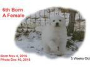 Great Pyrenees Puppy for sale in Berthoud, CO, USA