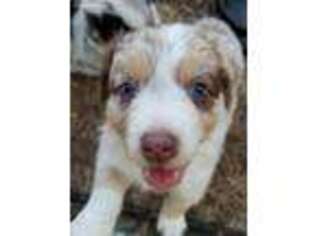 Australian Shepherd Puppy for sale in Lamont, OK, USA
