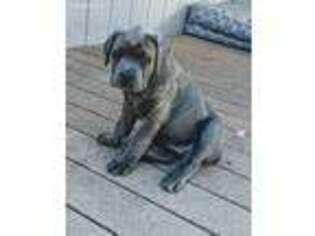 Cane Corso Puppy for sale in Placerville, CA, USA