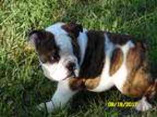 Bulldog Puppy for sale in Derby, KS, USA
