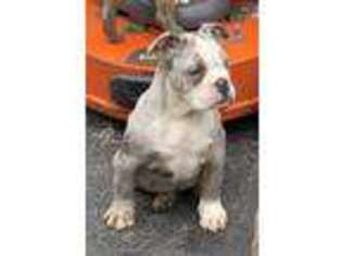 Olde English Bulldogge Puppy for sale in Orlando, FL, USA