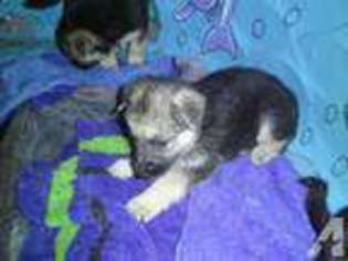 German Shepherd Dog Puppy for sale in CARY, IL, USA