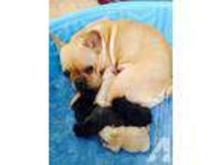 French Bulldog Puppy for sale in GOLDEN VALLEY, AZ, USA
