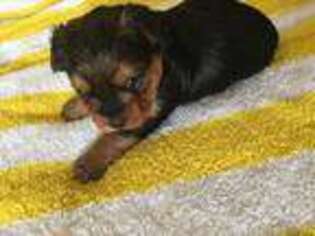 Yorkshire Terrier Puppy for sale in Medway, OH, USA