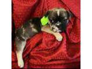 French Bulldog Puppy for sale in Ten Mile, TN, USA