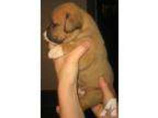 Olde English Bulldogge Puppy for sale in WILKES BARRE, PA, USA