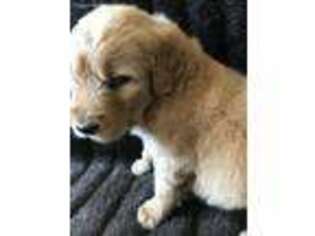 Goldendoodle Puppy for sale in Reagan, TN, USA
