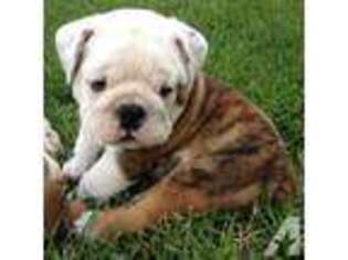 Bulldog Puppy for sale in GRASS VALLEY, CA, USA