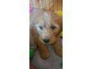 Goldendoodle Puppy for sale in Frankfort, IL, USA