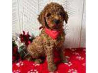 Mutt Puppy for sale in Arcola, IL, USA