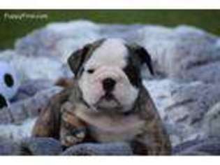 Doberman Pinscher Puppy for sale in Kissee Mills, MO, USA