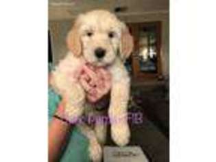 Goldendoodle Puppy for sale in Friant, CA, USA