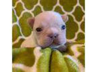 French Bulldog Puppy for sale in Goshen, NY, USA