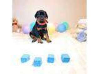 Doberman Pinscher Puppy for sale in Los Angeles, CA, USA