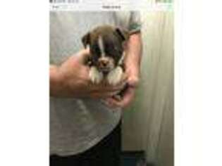 Boston Terrier Puppy for sale in Gainesboro, TN, USA