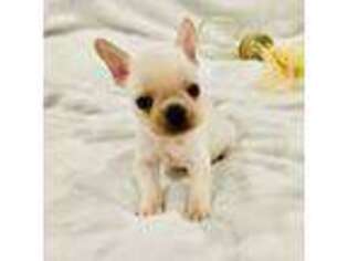 French Bulldog Puppy for sale in Saratoga Springs, UT, USA