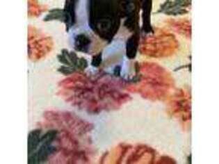 Boston Terrier Puppy for sale in Raleigh, NC, USA