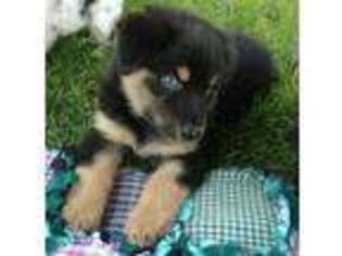 Australian Shepherd Puppy for sale in Halfway, OR, USA