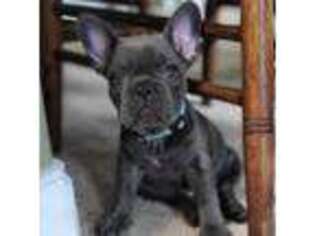French Bulldog Puppy for sale in Richmond Hill, GA, USA