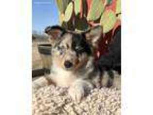 Miniature Australian Shepherd Puppy for sale in Windom, TX, USA