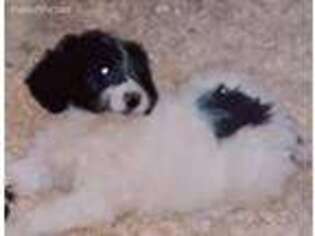 Newfoundland Puppy for sale in Detroit, MI, USA