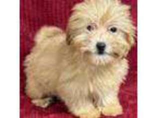 Shih-Poo Puppy for sale in Unknown, , USA